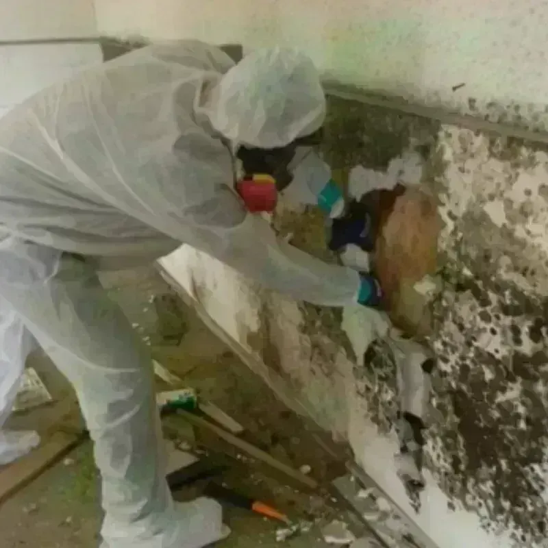 Mold Remediation and Removal in Lithonia, GA